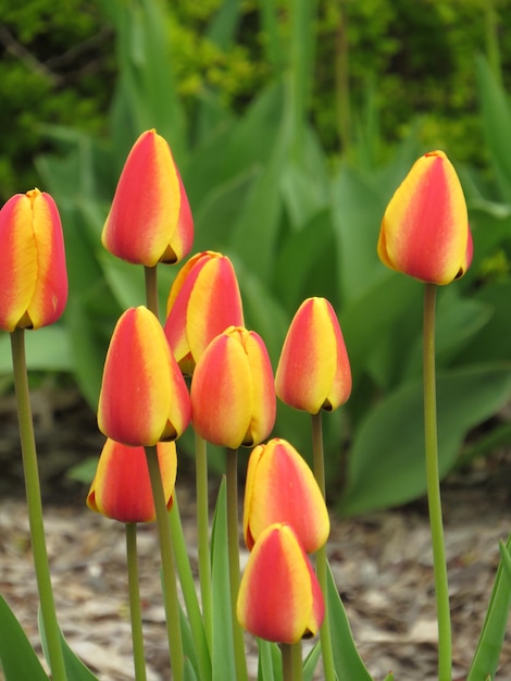 Foto close-up di tulipani rossi