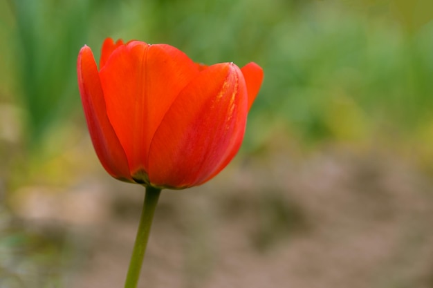 Close up of red tulips