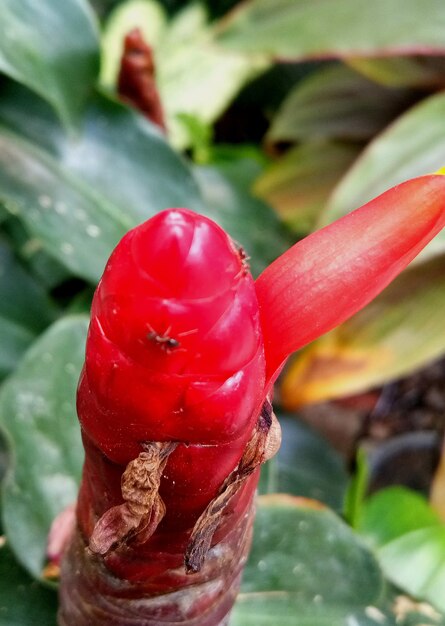 Close-up of red water on plant