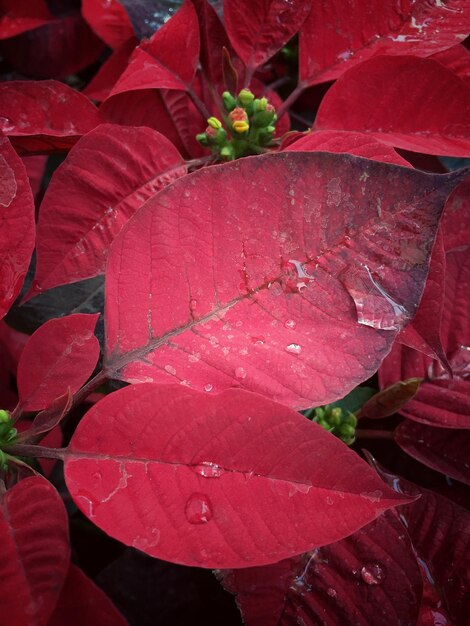 Photo close-up of red wet plants