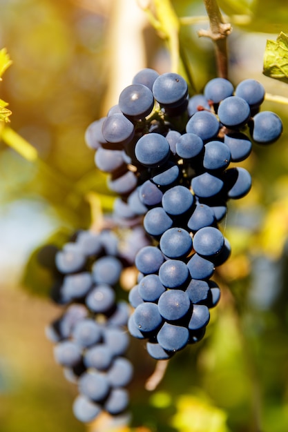 午後の太陽の下でブドウの木にぶら下がっている赤ワインのブドウのクローズアップ
