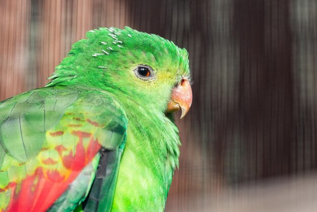 Photo close up of a red winged parrot