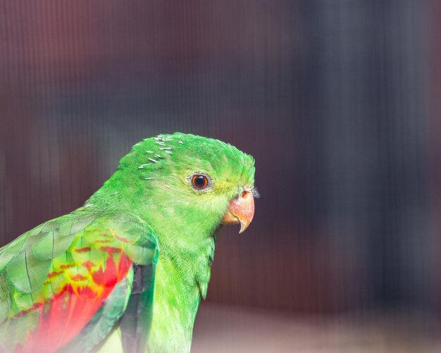 Close up of a red winged parrot