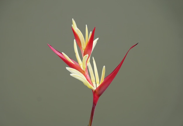 Photo close up of a red and yellow flower of heliconia psittacorum