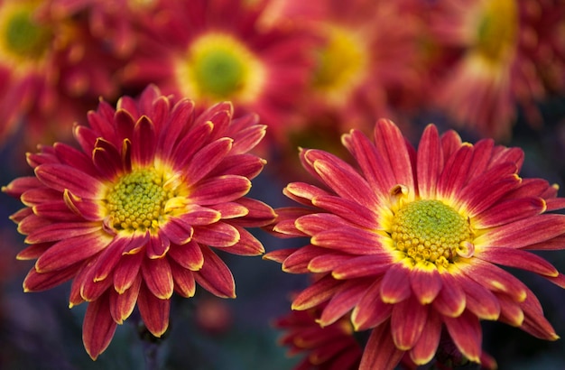 A close up of a red and yellow flower