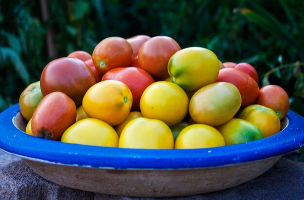 Close-up of red and yellow tomatoes in container