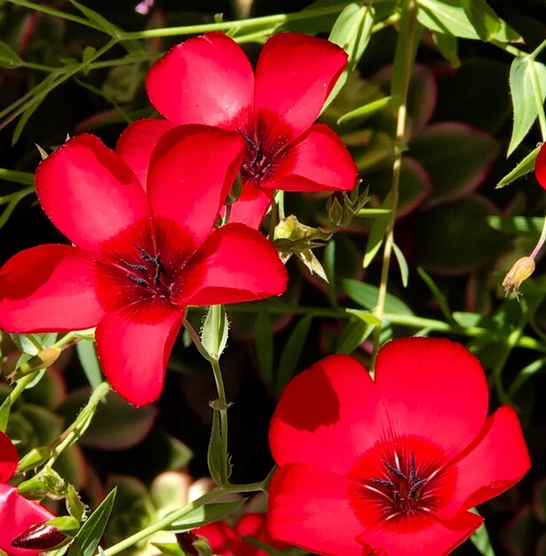 Close-up of red zinnia blooming outdoors