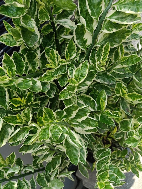 Close up of redbird flower plant