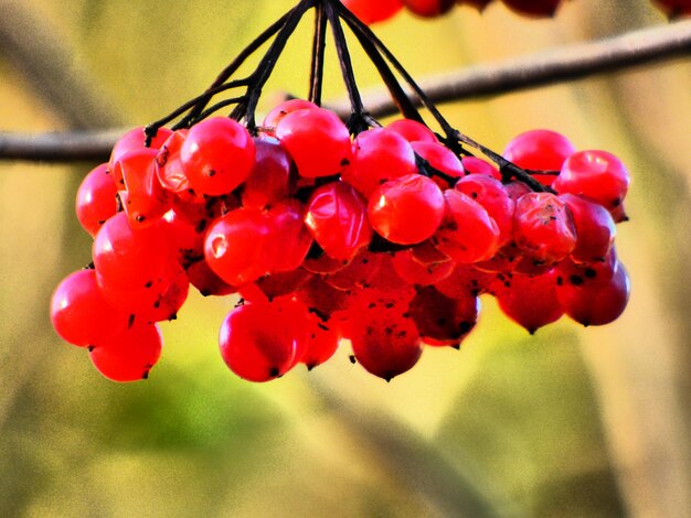 Foto close-up di mirtilli rossi appesi all'albero