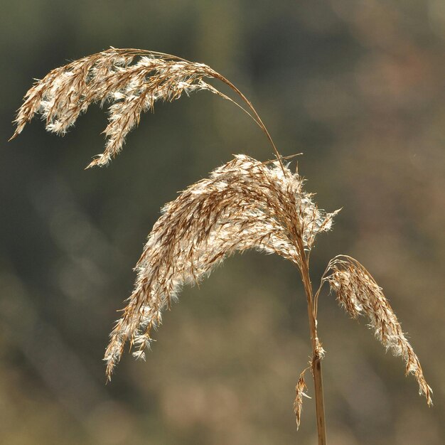 Foto prossimo piano di canna che cresce all'aperto