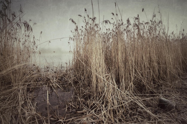 Photo close-up of reeds against sky