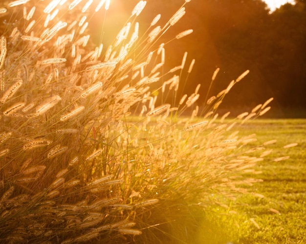 Photo close-up of reeds growing on field