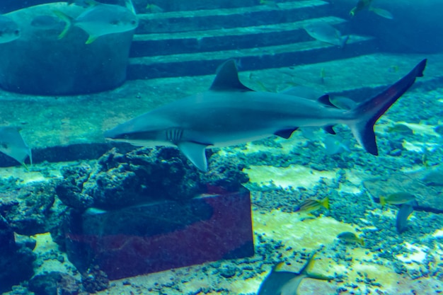 Close-up of a reef shark near the Atlantis, Sanya city on Hainan Island, China.