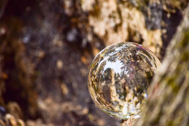 Foto close-up del riflesso dell'albero