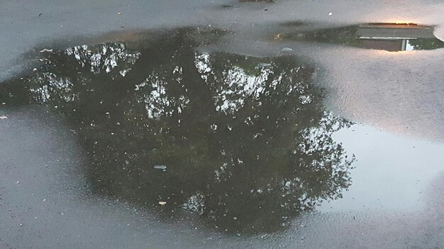 Close-up reflection of trees in puddle