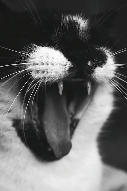 Photo close-up of a relaxed cat yawning