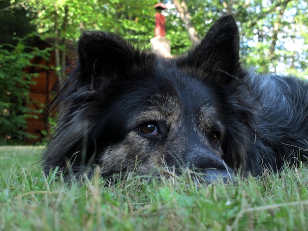 Close-up of a relaxed dog looking away