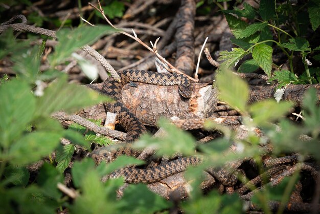 Close-up of a reptile on a field