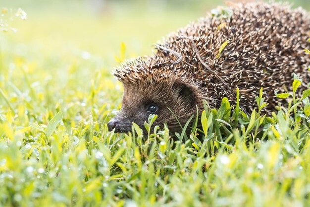 Close-up of a reptile on a field