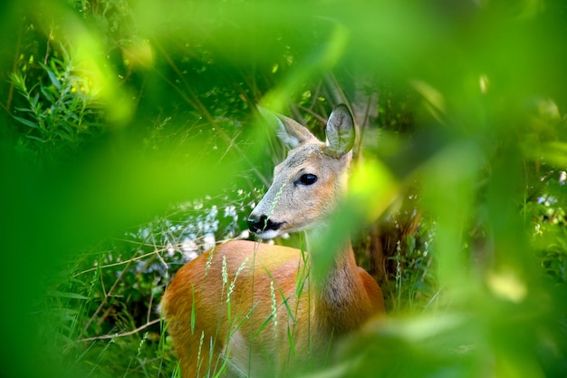 Photo close-up of a reptile on a field