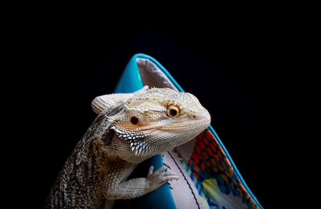 close-up of reptile on shoe