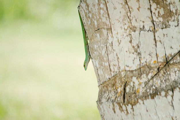 Close-up of reptile on tree trunk