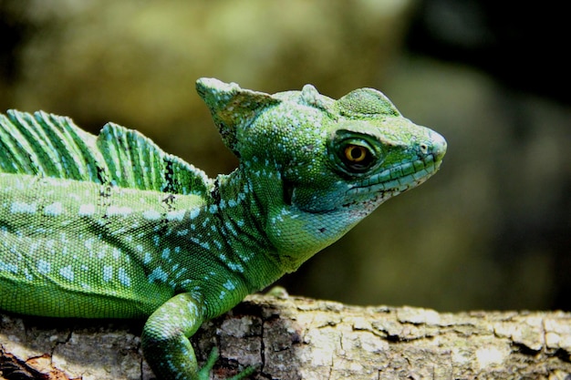 close-up of reptile in the wild
