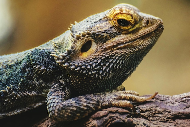 Photo close-up of reptile