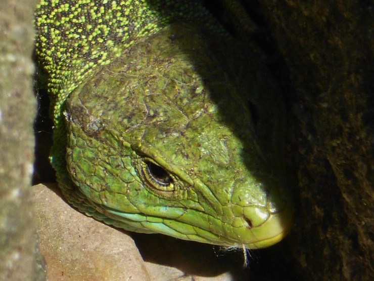Photo close-up of reptile