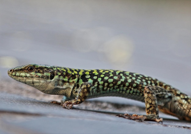 close-up of reptile