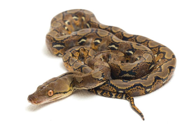 Close-up of reticulated python