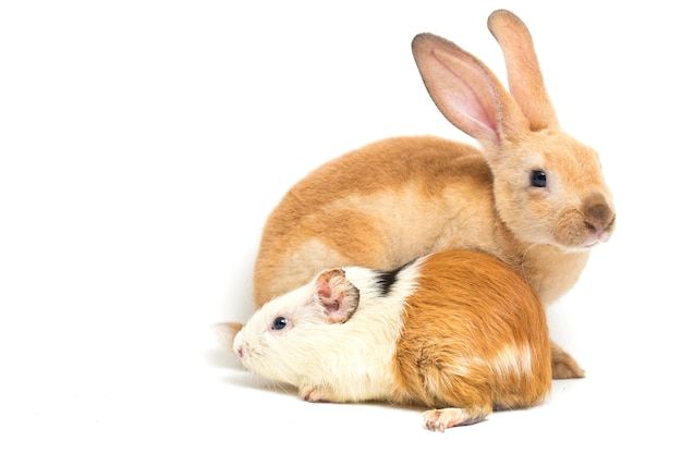 Close-up of rex rabbit and guinea pig