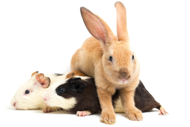 Close-up of rex rabbit and guinea pig