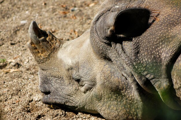 Foto prossimo piano di un rinoceronte sdraiato sul campo