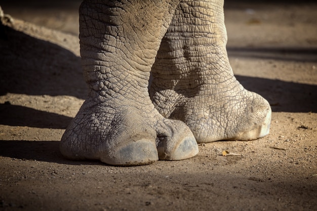 Photo close up of rhino in the zoo of barcelona in spain