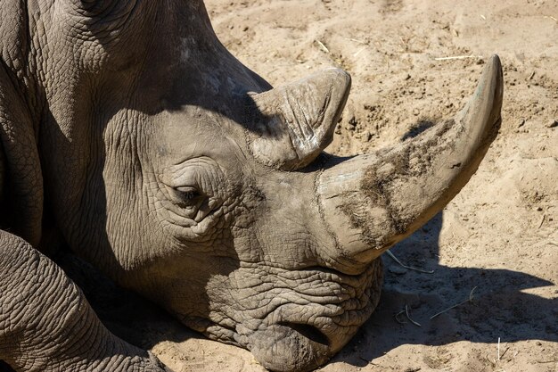 Photo close-up of rhino in zoo