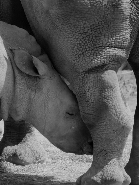 Photo close-up of rhinos