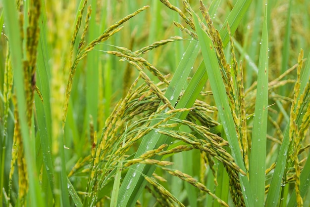 close-up of rice crops