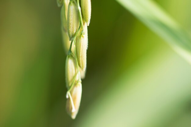 Close-up of rice grain growing on the plant