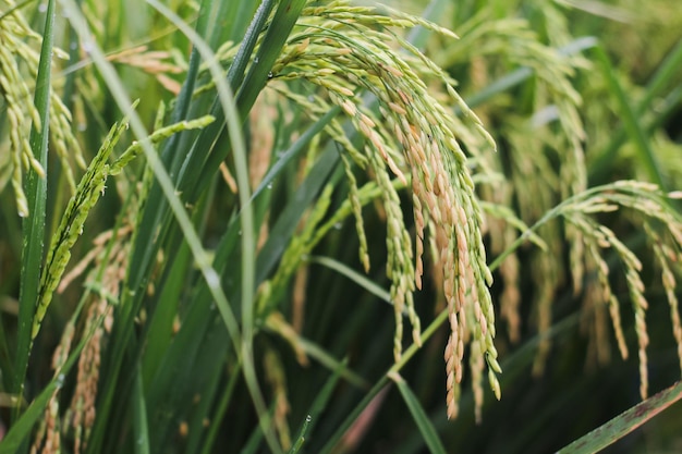 Крупный план риса на зеленом поле, которое начинает сгибаться и наполняться