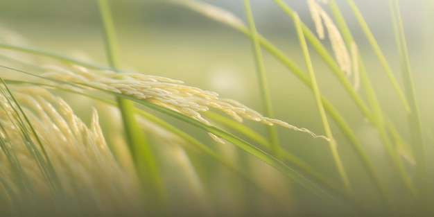 Close-Up of a Rice Paddy A Harvest of Abundance