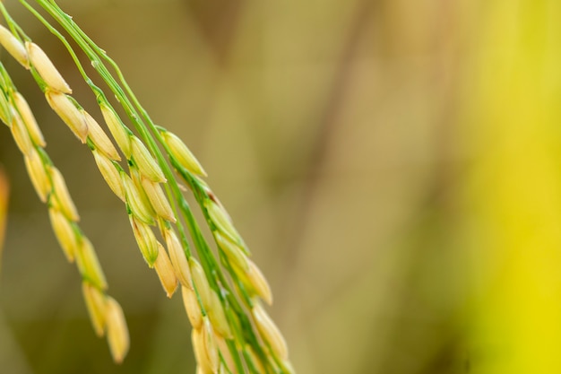 The close-up rice paddy of Thai farmers is ready to harvest.