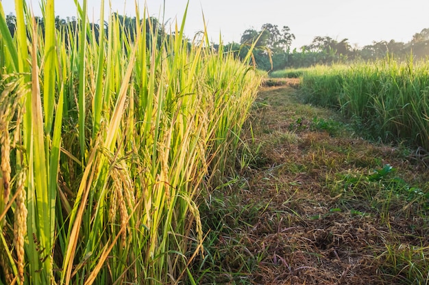 Крупный план рисовых растений: созревание урожая в ожидании урожая