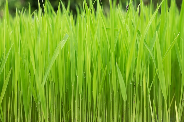 Close up of Rice seedlings.