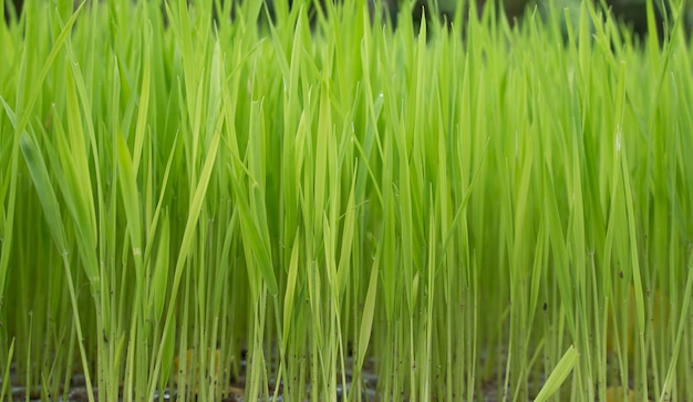 Close up of Rice seedlings.