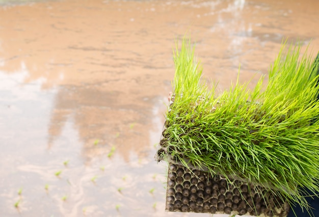 Close up of  Rice seedlings.