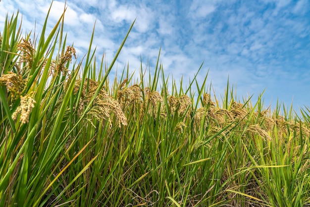 Close up of rice seeds in rice fields Beautiful golden rice fields