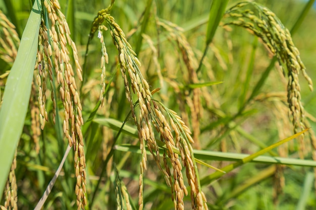 Close up of Rice spike in rice field