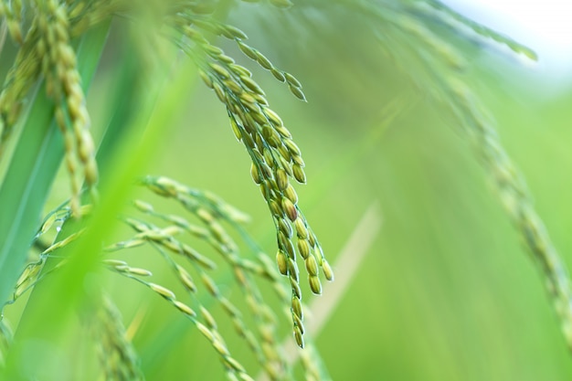 Close up of Rice spike in rice field