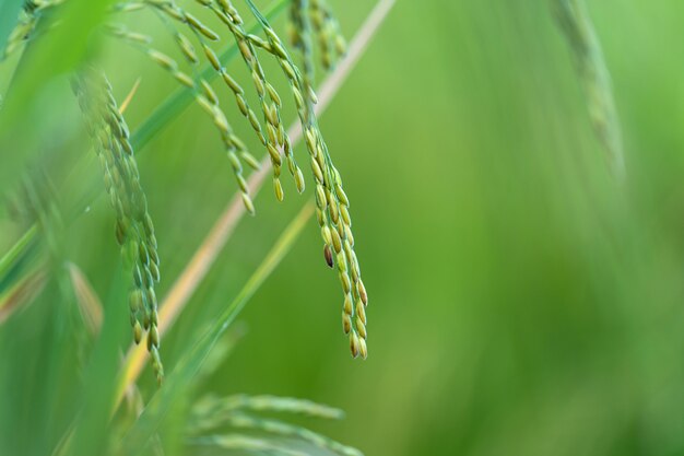 Close up of Rice spike in rice field